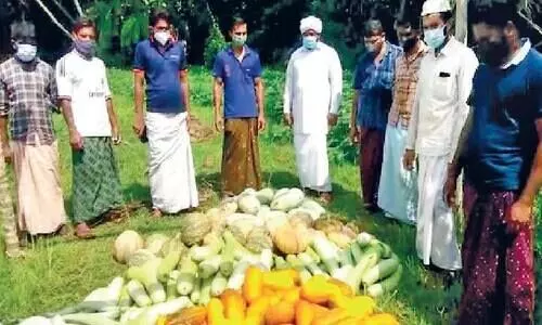 vegetable distribushan