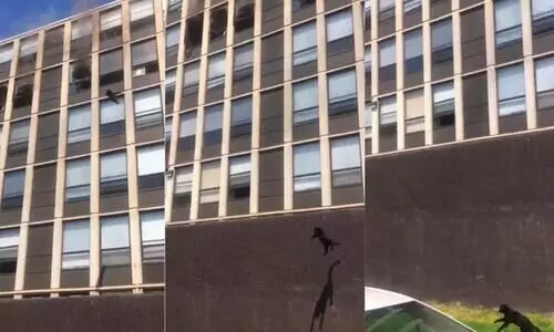 Cat jumps off fifth floor