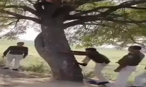 Viral Video Thief Refuses to Come Down From Tree Cop Viral Video Thief Refuses to Come Down From Tree Cop