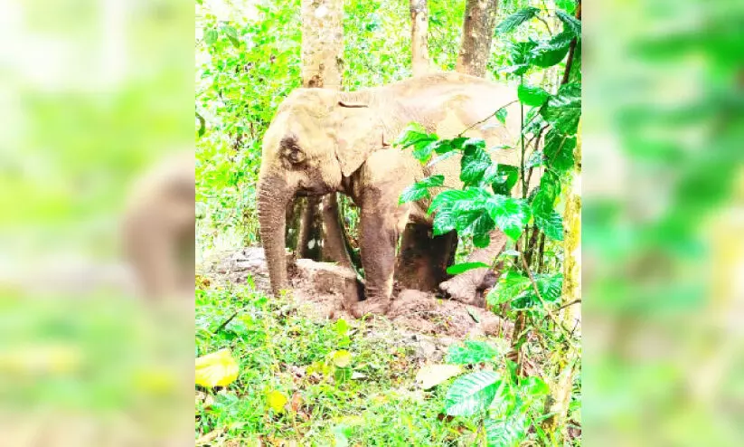 wild elephant rescued