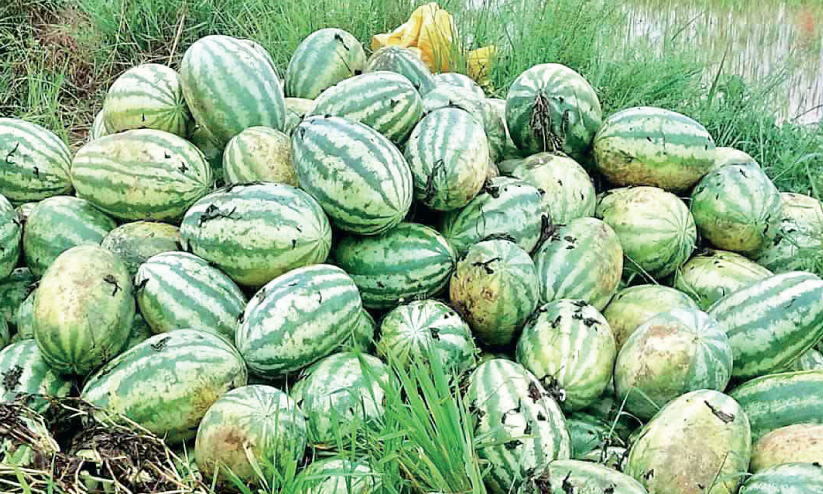 Watermelon Watermelon