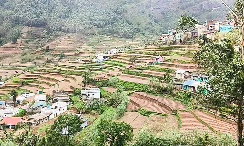 കാറ്റും മഴയും നടുവൊടിഞ്ഞ് വട്ടവട കാറ്റും മഴയും നടുവൊടിഞ്ഞ് വട്ടവട