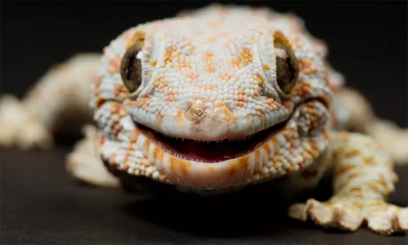 ടൗട്ടെ അഥവാ പല്ലി..! കേരളത്തെ വിറപ്പിച്ച ചുഴലിക്കാറ്റി​െൻറ പേര്​ വന്ന വഴി