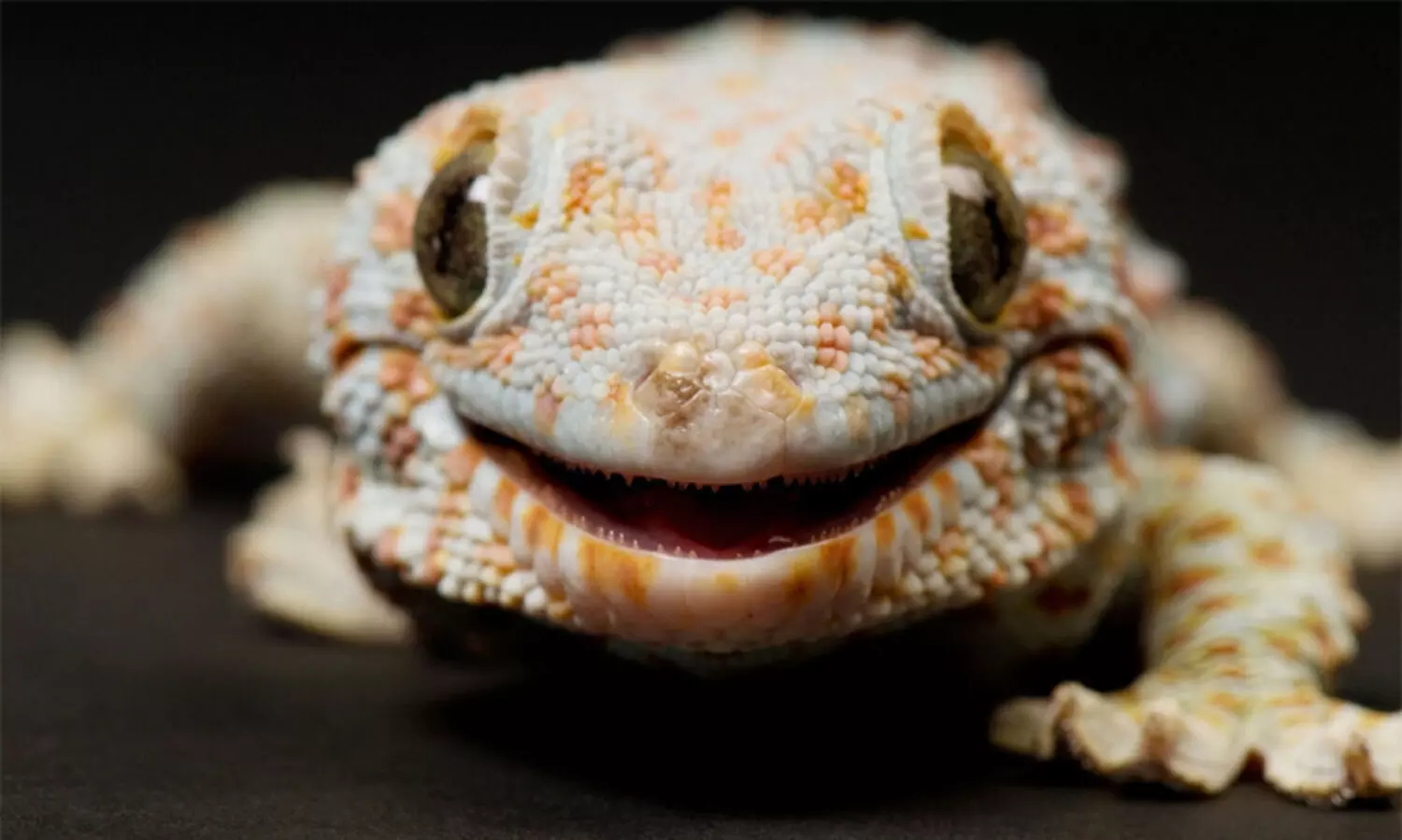 ടൗട്ടെ അഥവാ പല്ലി..! കേരളത്തെ വിറപ്പിച്ച ചുഴലിക്കാറ്റി​െൻറ പേര്​ വന്ന വഴി