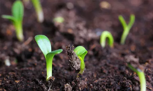 സി.ടി.സി.ആർ.ഐയിൽ ജൈവ കൃഷി ഓൺലൈൻ ശിൽപശാല