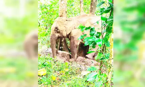 wild elephant rescued