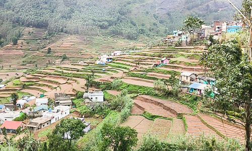 കാറ്റും മഴയും നടുവൊടിഞ്ഞ്​ വട്ടവട