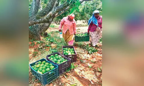 മുതലമടയിലെ മാങ്ങ ഹോർട്ടികോർപ് സംഭരിക്കണമെന്ന് ആവശ്യം