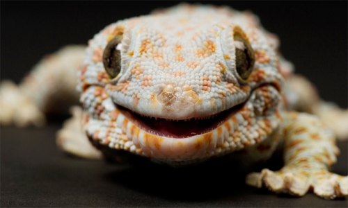 ടൗട്ടെ അഥവാ പല്ലി..! കേരളത്തെ വിറപ്പിച്ച ചുഴലിക്കാറ്റി​െൻറ പേര്​ വന്ന വഴി