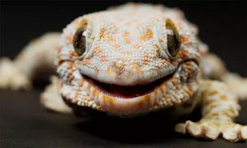 ടൗട്ടെ അഥവാ പല്ലി..! കേരളത്തെ വിറപ്പിച്ച ചുഴലിക്കാറ്റി​െൻറ പേര്​ വന്ന വഴി