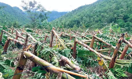 കർഷകർക്ക്​ കൃഷിനാശം ഓൺലൈനിലൂടെ അറിയിച്ച്​ നഷ്​ടപരിഹാരത്തിന്​ അപേക്ഷിക്കാം