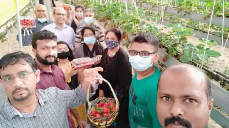 പെ​രു​ന്നാ​ൾ​ക്കാ​ലം സ​ന്ദ​ർ​ശ​ക​ർ​ക്ക്​ പ്രി​യം പ​ക​ർ​ന്ന്​ ഖ​തീ​ഫി​ലെ സ്​​ട്രോ​ബ​റി​ത്തോ​ട്ടം