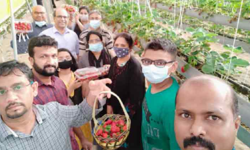 പെ​രു​ന്നാ​ൾ​ക്കാ​ലം സ​ന്ദ​ർ​ശ​ക​ർ​ക്ക്​ പ്രി​യം പ​ക​ർ​ന്ന്​ ഖ​തീ​ഫി​ലെ സ്​​ട്രോ​ബ​റി​ത്തോ​ട്ടം