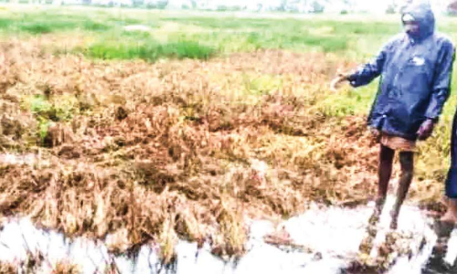 മഴ: കോട്ടയം ജില്ലയിൽ 13.55 കോടിയുടെ കൃഷിനാശം