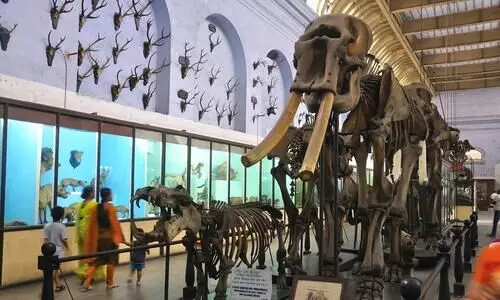 indian museum kolkata