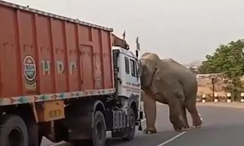 elephant