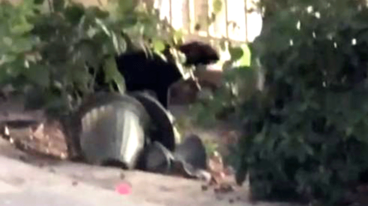 ദുബൈയിൽ പുലിയിറങ്ങി?