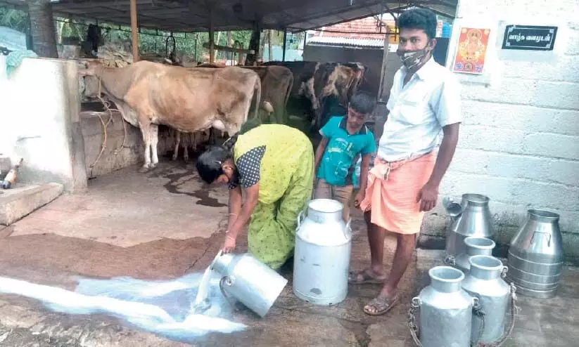 Farmers spill milk