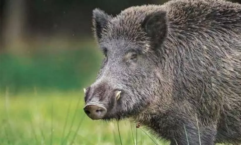 പന്നിയുടെ ആക്രമണത്തിൽ കടയുടമക്ക് പരിക്ക് പന്നിയുടെ ആക്രമണത്തിൽ കടയുടമക്ക് പരിക്ക്