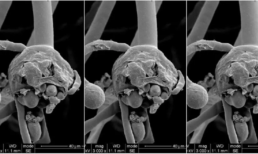 black fungus black fungus