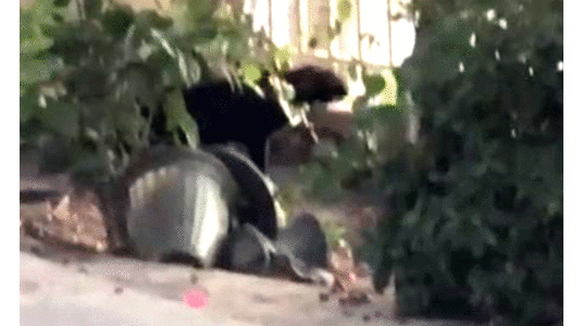 ദുബൈയിൽ പുലിയിറങ്ങി? ദുബൈയിൽ പുലിയിറങ്ങി?