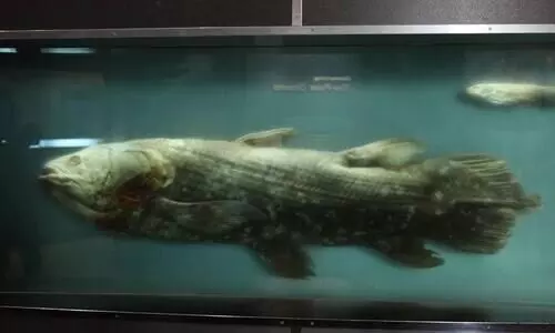 സീലകാന്ത്; ദിനോസറുകൾക്കൊപ്പം ജീവിച്ച മത്സ്യത്തെ വീണ്ടും കണ്ടെത്തി