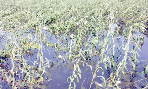 മഴയും കടൽക്ഷോഭവും 30 കോടിയുടെ നഷ്​ടം