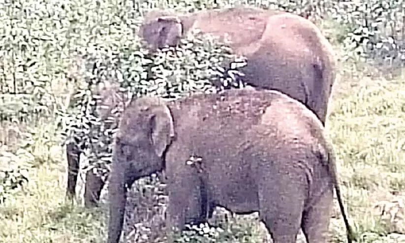 munnar elephant