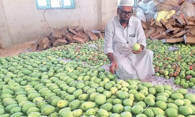 mango farmers