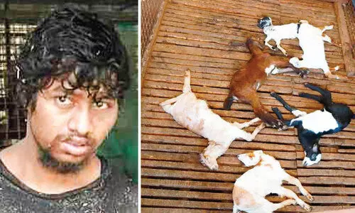 lambs beaten to death