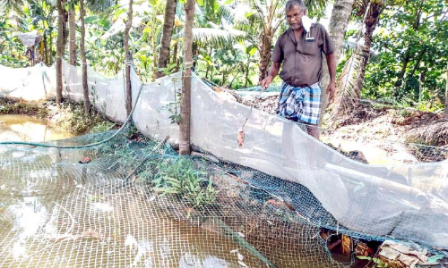 കനത്ത മഴയിൽ മത്സ്യകൃഷി നശിച്ചു
