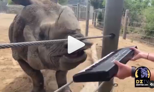 ഈ തൊലിക്കട്ടി അപാരം! വൈറലായി കാണ്ടാമൃഗത്തിന്‍റെ കീ​ബോർഡ്​ വായന -വിഡിയോ