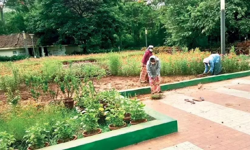 ലോക്​ഡൗണിൽ മുഖം മിനുക്കി മലമ്പുഴ