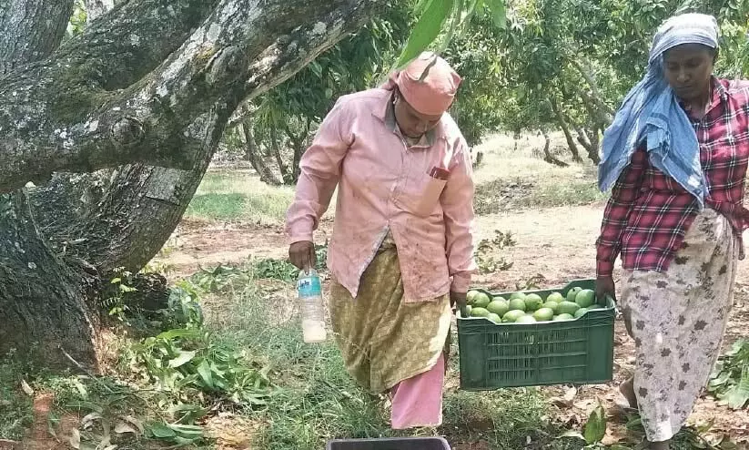 ത​ളി​രി​ട്ടും വാ​ടി​യും  ജീ​വി​ത​ങ്ങ​ൾ