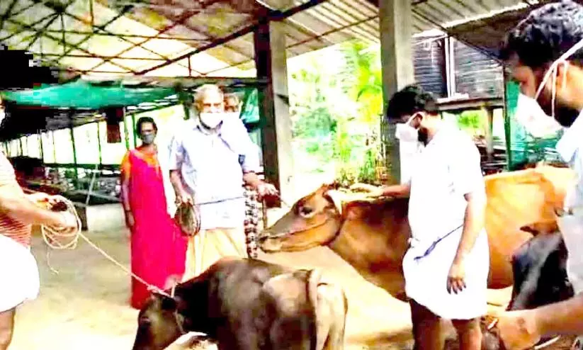 വളർത്തുമൃഗങ്ങളുടെ സംരക്ഷണം; കൈയൊഴിഞ്ഞ് മൃഗസംരക്ഷണ വകുപ്പ്