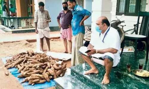 ക​ർ​ഷ​ക​നി​ൽ​നി​ന്ന് ക​പ്പ വാ​ങ്ങി നൂ​റോ​ളം കു​ടും​ബ​ങ്ങ​ൾ​ക്ക് സൗ​ജ​ന്യ​മാ​യി ന​ൽ​കി