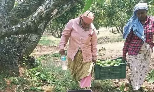 ത​ളി​രി​ട്ടും വാ​ടി​യും  ജീ​വി​ത​ങ്ങ​ൾ