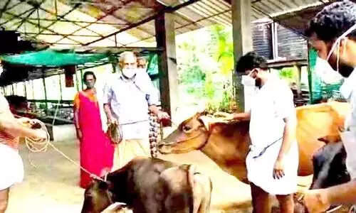 വളർത്തുമൃഗങ്ങളുടെ സംരക്ഷണം; കൈയൊഴിഞ്ഞ് മൃഗസംരക്ഷണ വകുപ്പ്