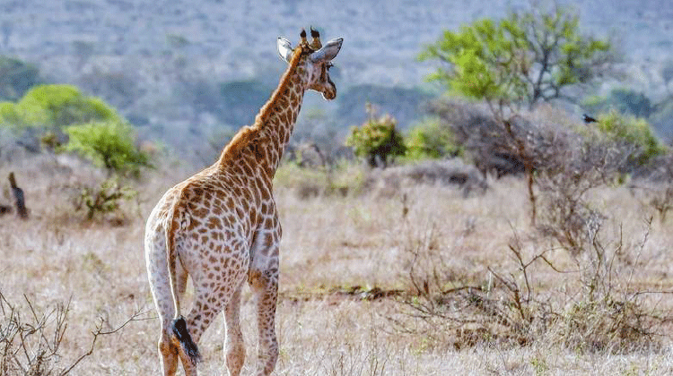 ആഫ്രിക്കക്ക്​ പുറത്ത് ഏറ്റവും വലിയ സഫാരി പാർക്കുമായി ഷാർജ