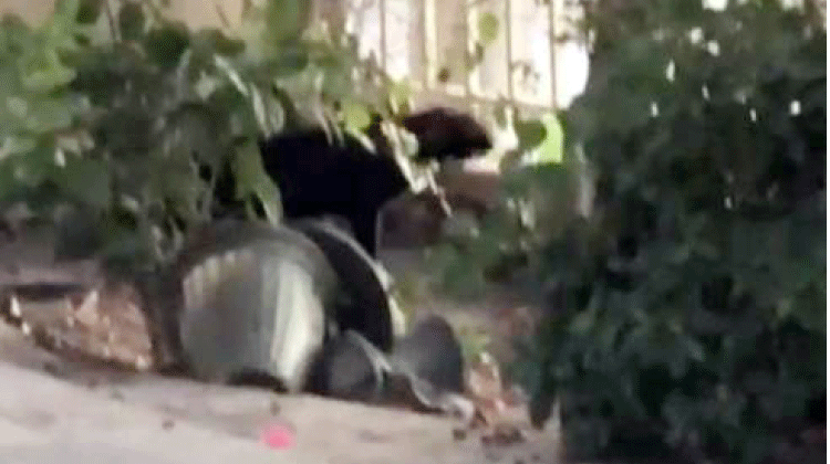 ദുബൈയിലിറങ്ങിയ​ പുലി പൂച്ചയായി