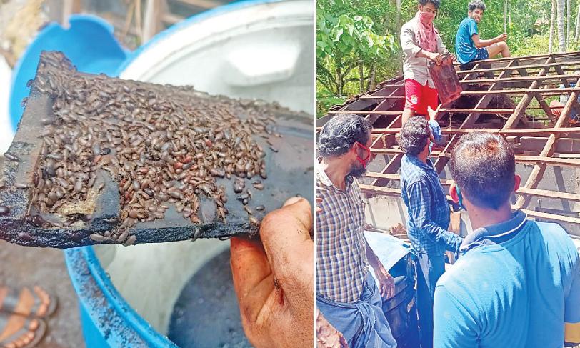 beetles problem beetles problem