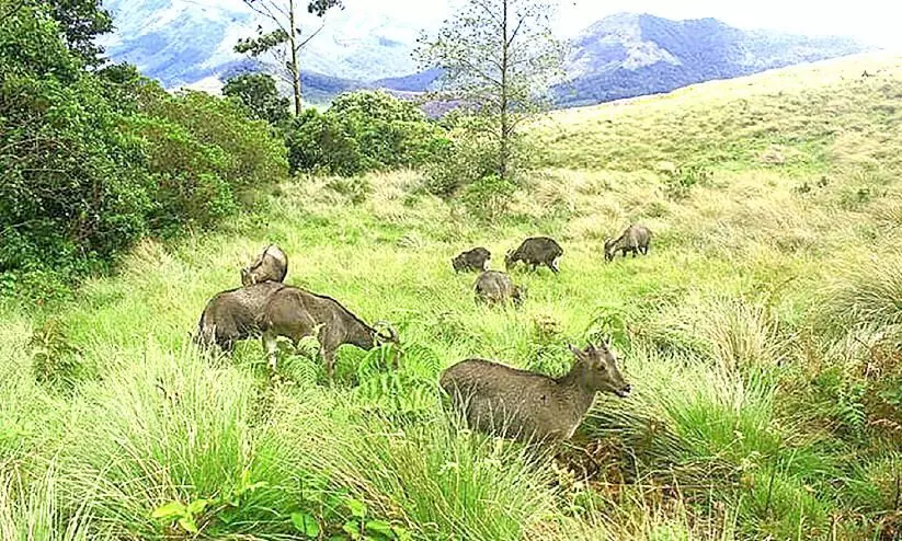 iravikulam iravikulam