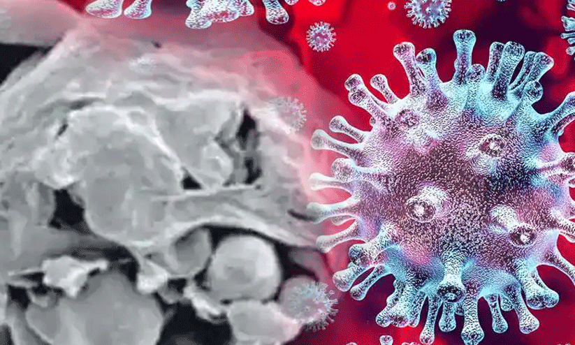 white fungus white fungus