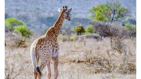 ആഫ്രിക്കക്ക്​ പുറത്ത് ഏറ്റവും വലിയ സഫാരി പാർക്കുമായി ഷാർജ