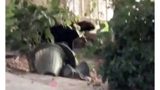 ദുബൈയിലിറങ്ങിയ​ പുലി പൂച്ചയായി