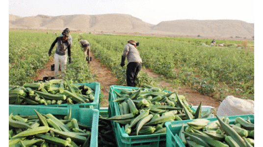 വി​ജ​യ​ഗാ​ഥ​ക​ൾ പ​റ​യു​ന്ന കൃ​ഷി​യി​ട​ങ്ങ​ളി​ലെ മ​ല​യാ​ളി​പ്പെ​രു​മ