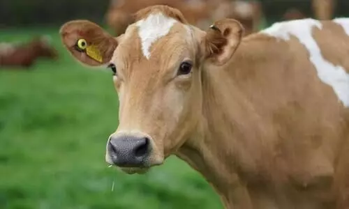 cow