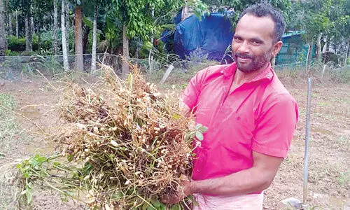 groundnut cultivation