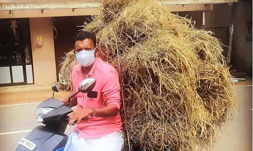 fodder to hungry cows