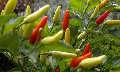 റബർ തോട്ടത്തിൽ നടാം വെള്ളക്കാന്താരി